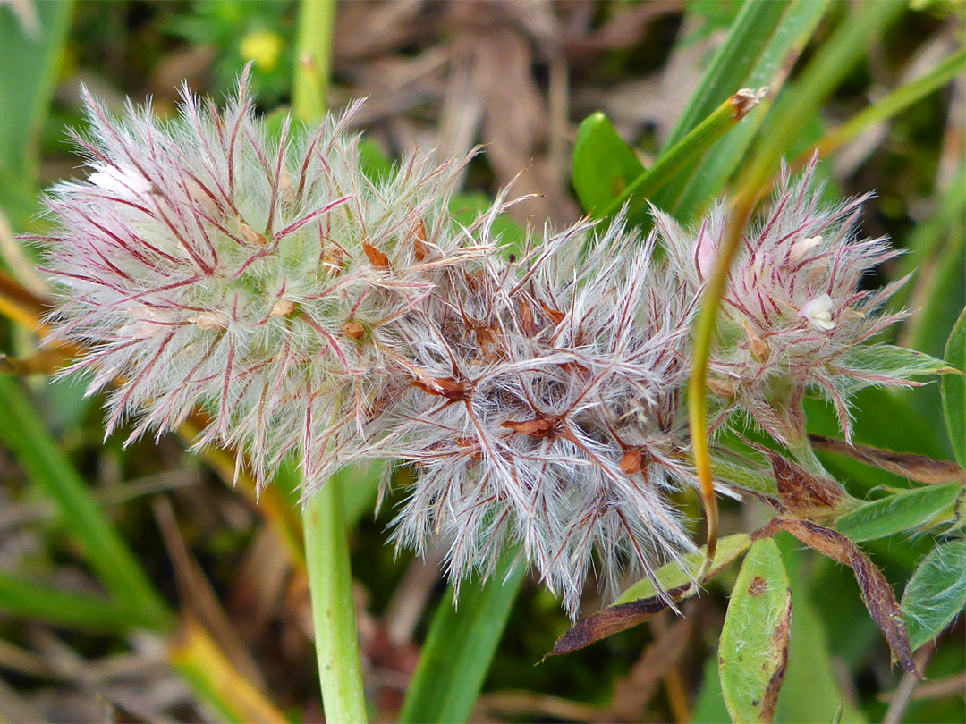 Hare's-foot clover