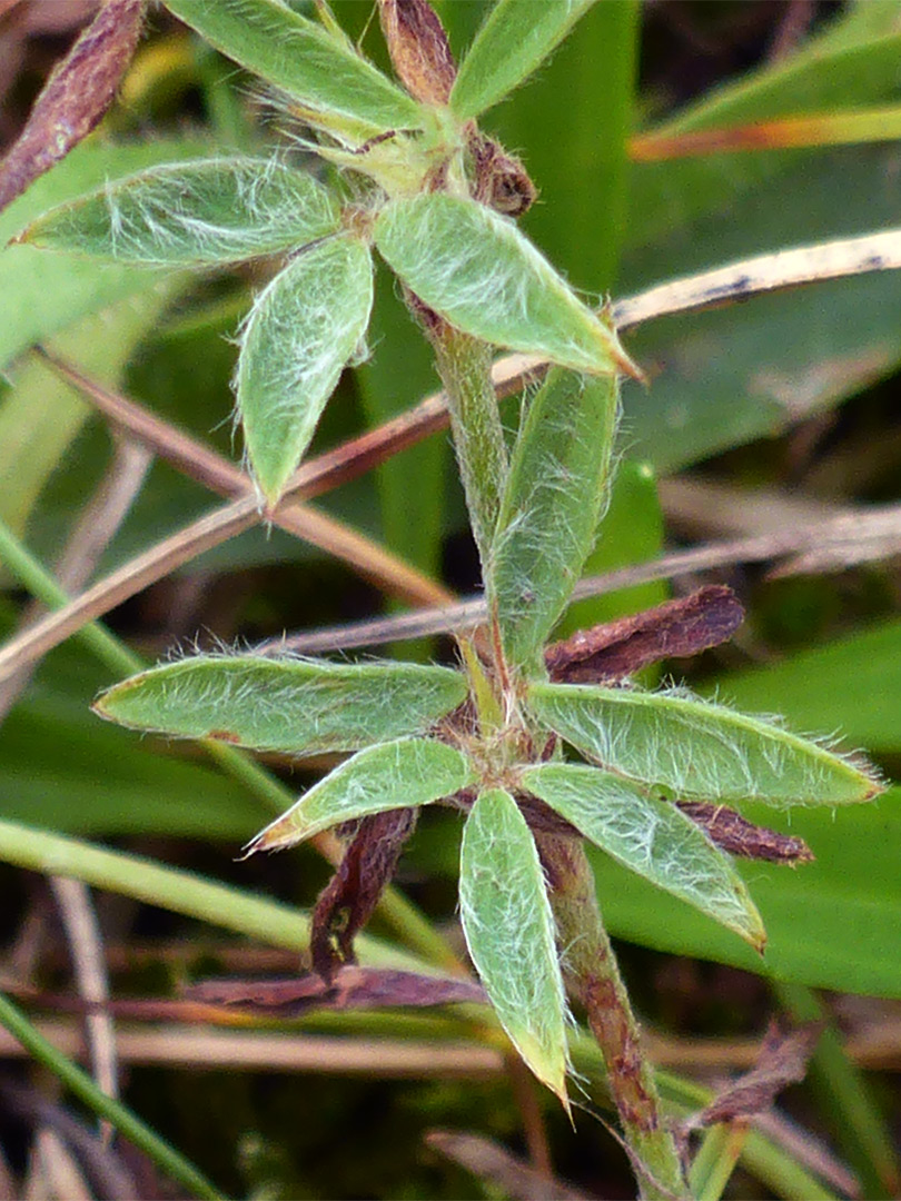 Hairy, trifoliate leaves