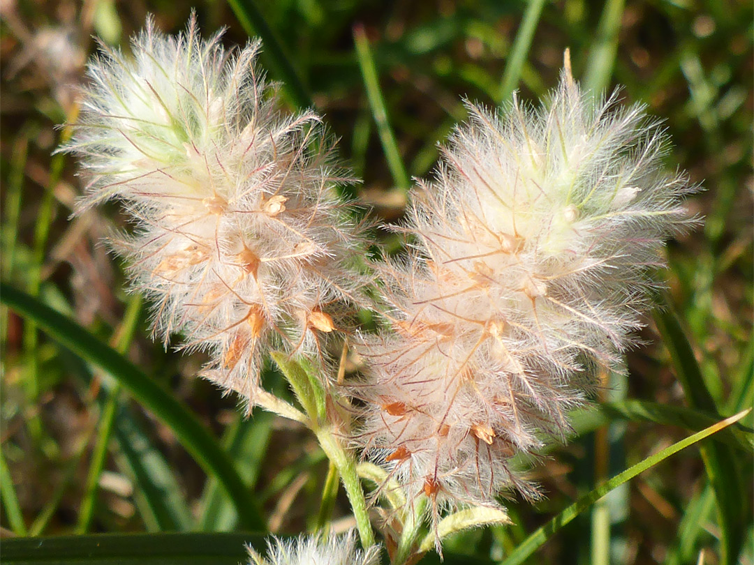 Two flower clusters