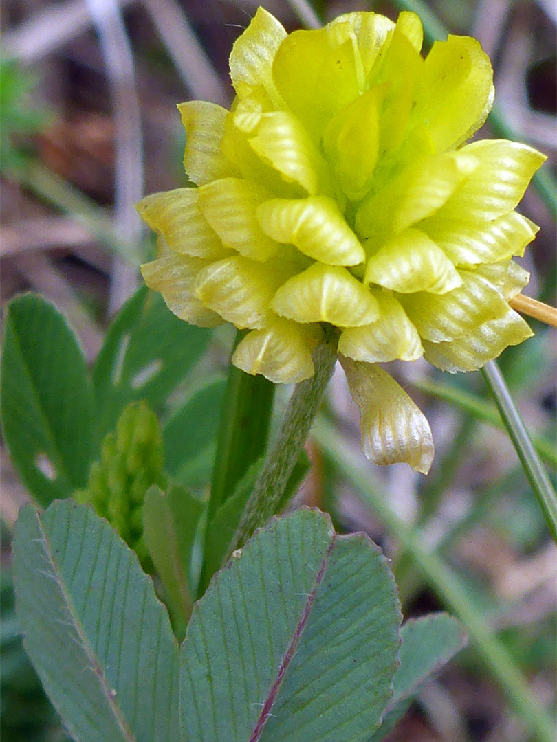 Spherical flower cluster