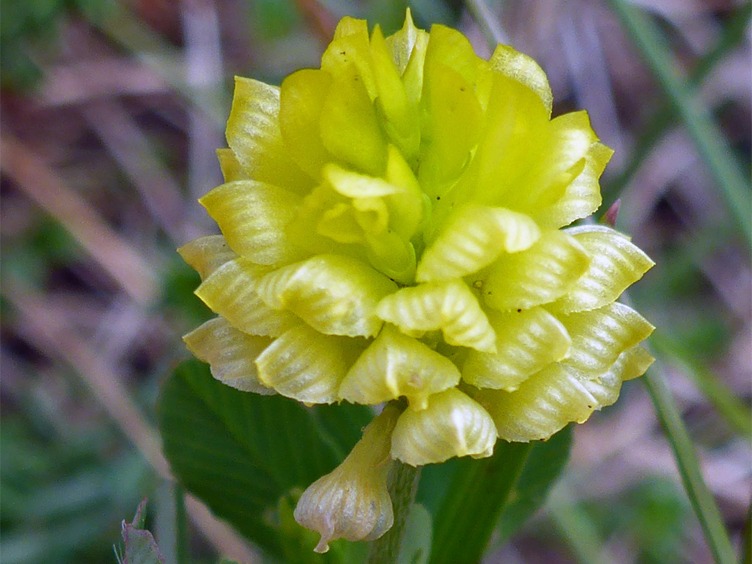 Pale yellow flowers