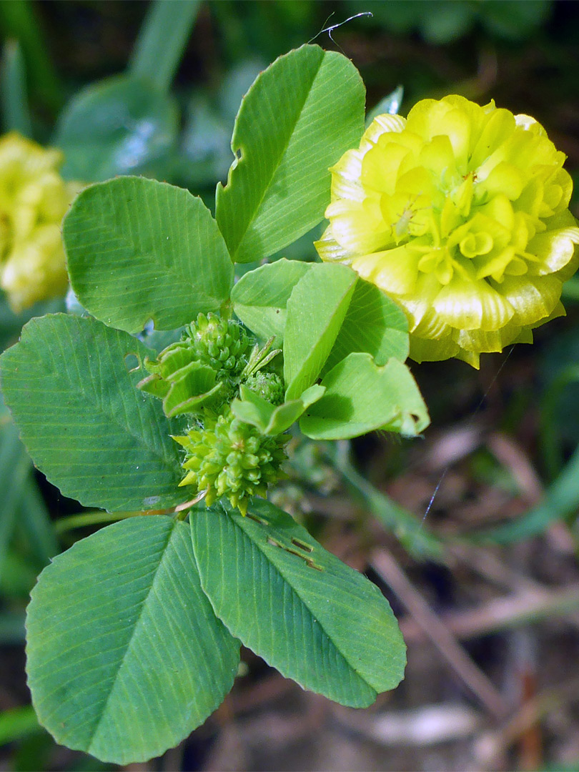 Flowers and leaves