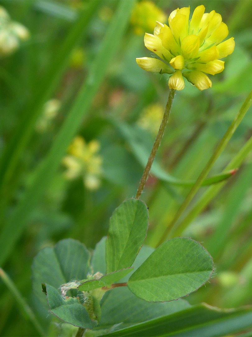 Yellow flowers