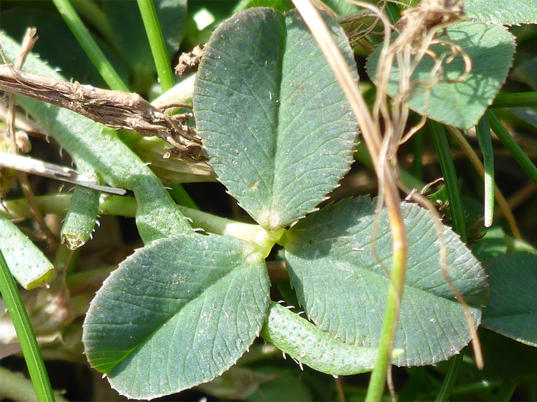 Trifoliate leaf