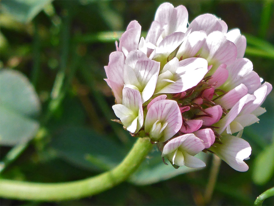 Flower cluster