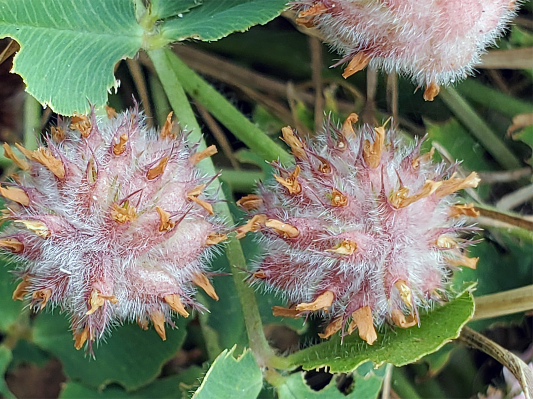 Withered flowers