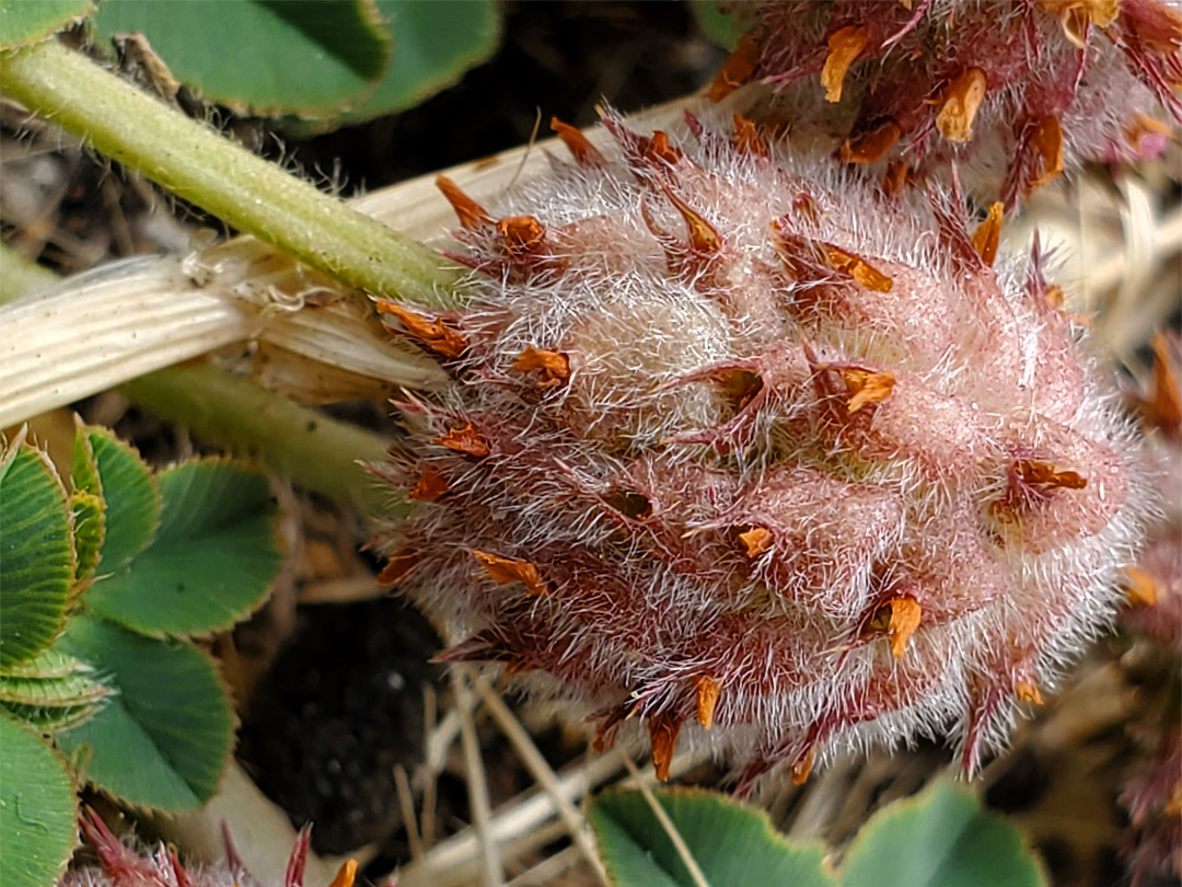 Developing fruits