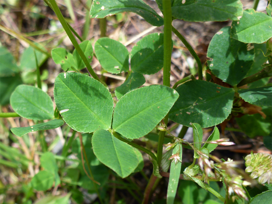 Trifoliate leaves