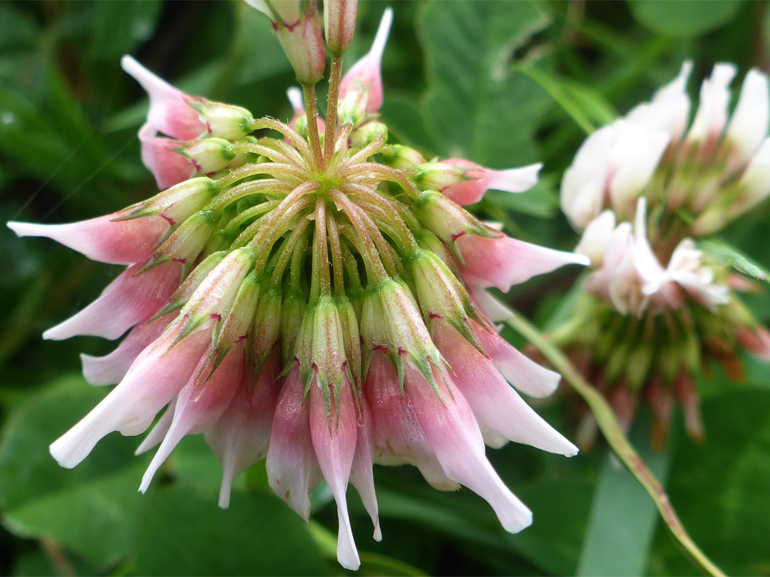 Pendent flowers