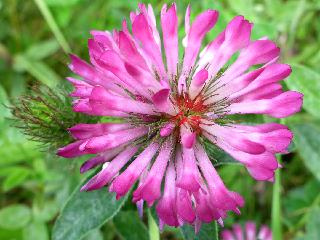 Spherical flower cluster