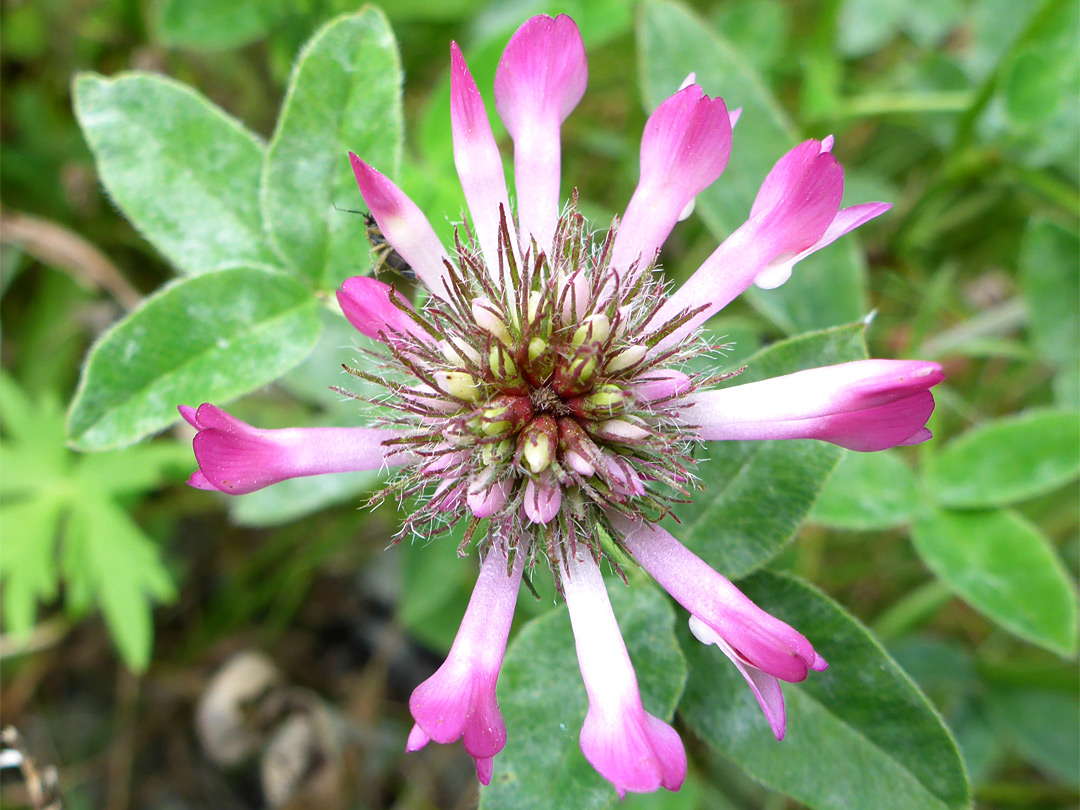 Developing flowers