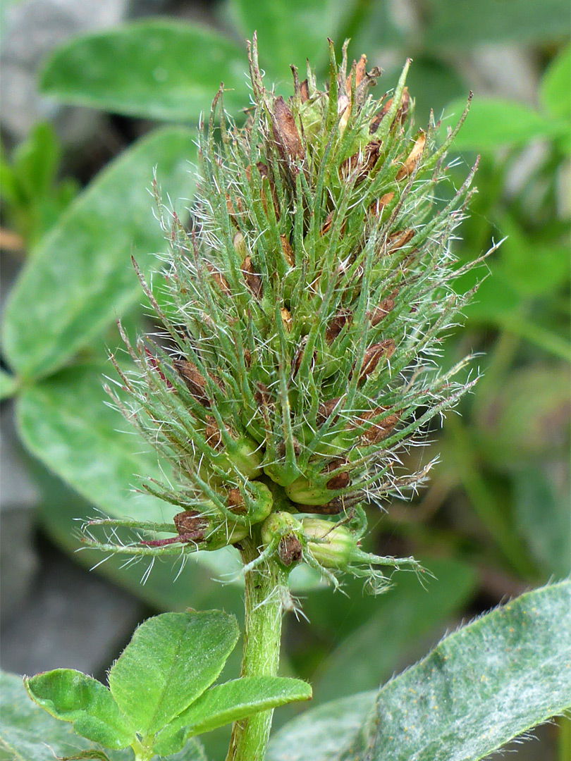 Withered inflorescence
