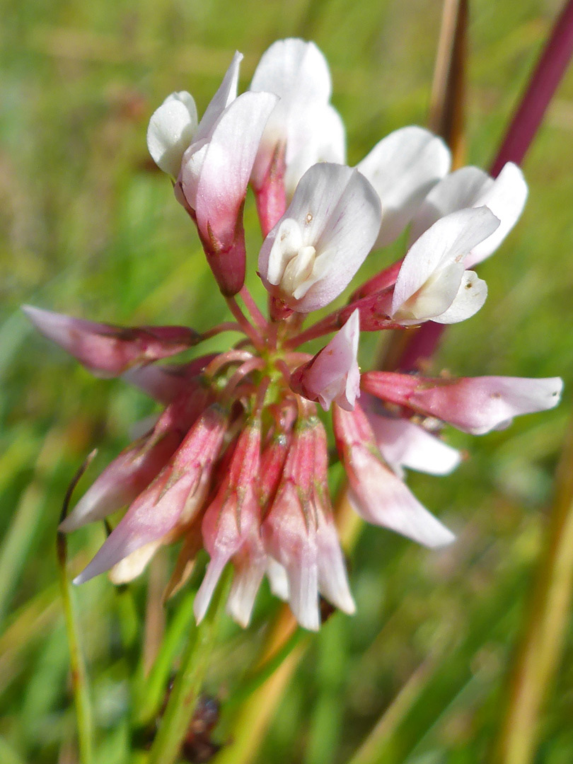 Pinkish-white flowers