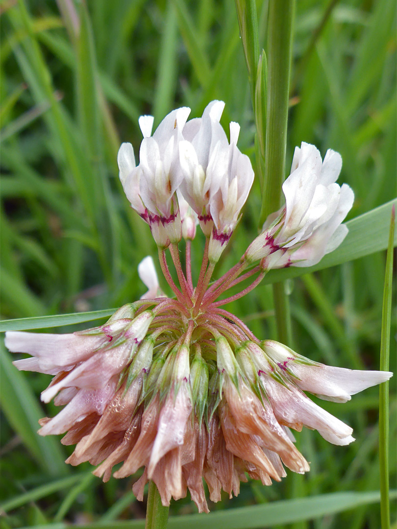 Withering flowers