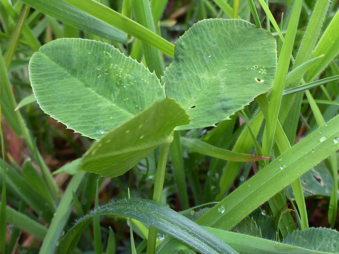 Toothed, trifoliate leaf