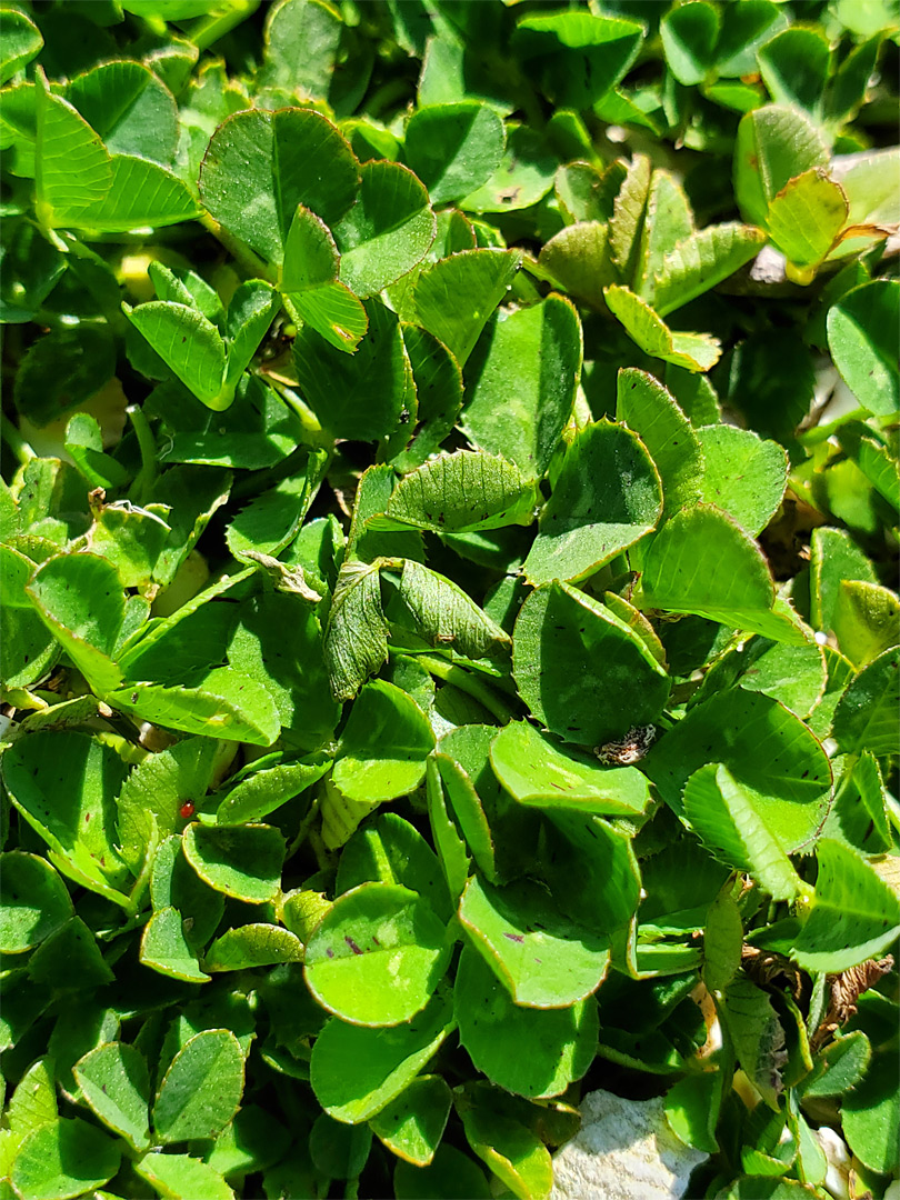 Toothed leaves