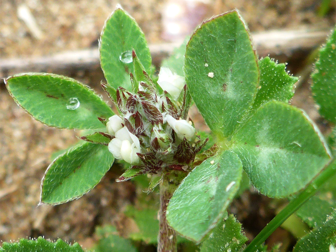 Hairy leaves