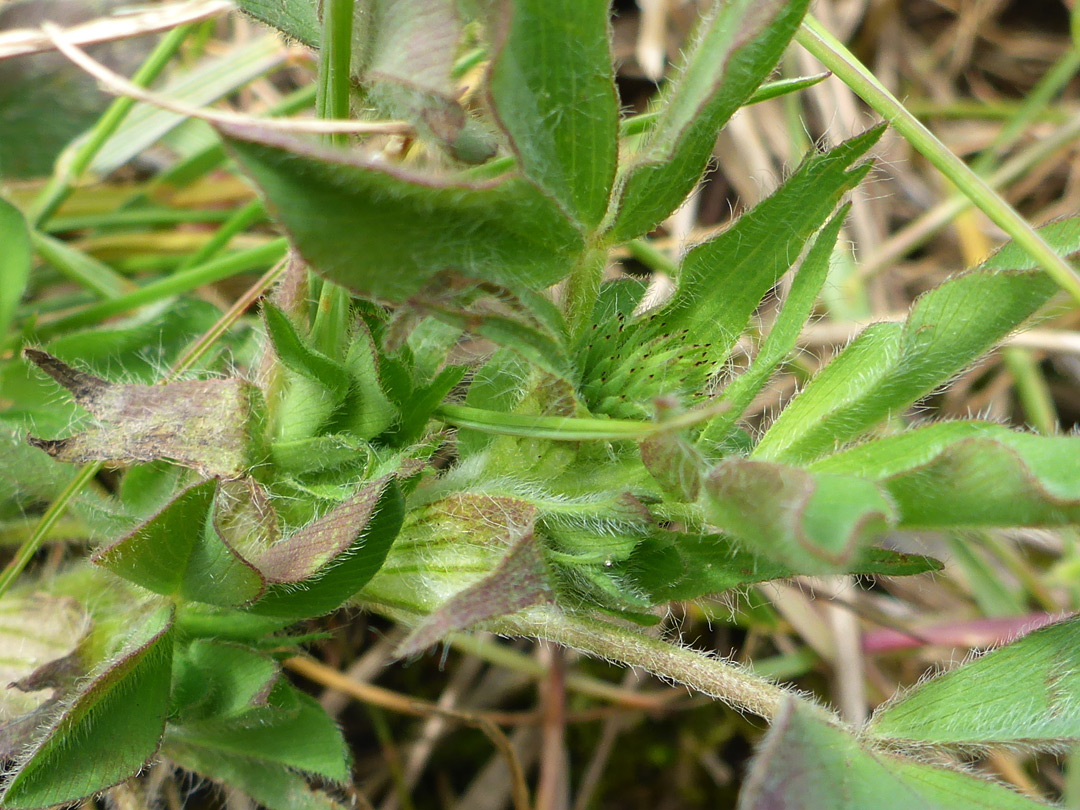 Developing inflorescence