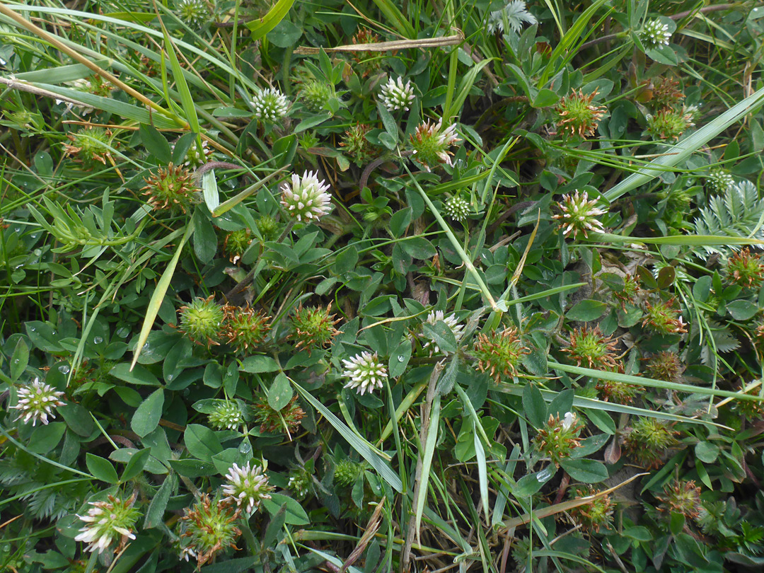 Flowers and leaves