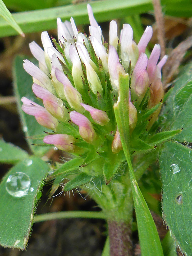 Pinkish flowers