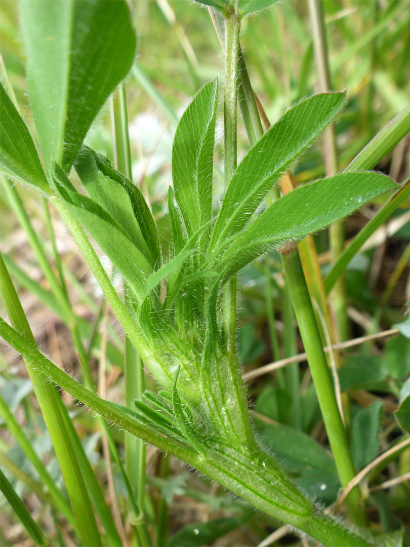 Stem and leaves