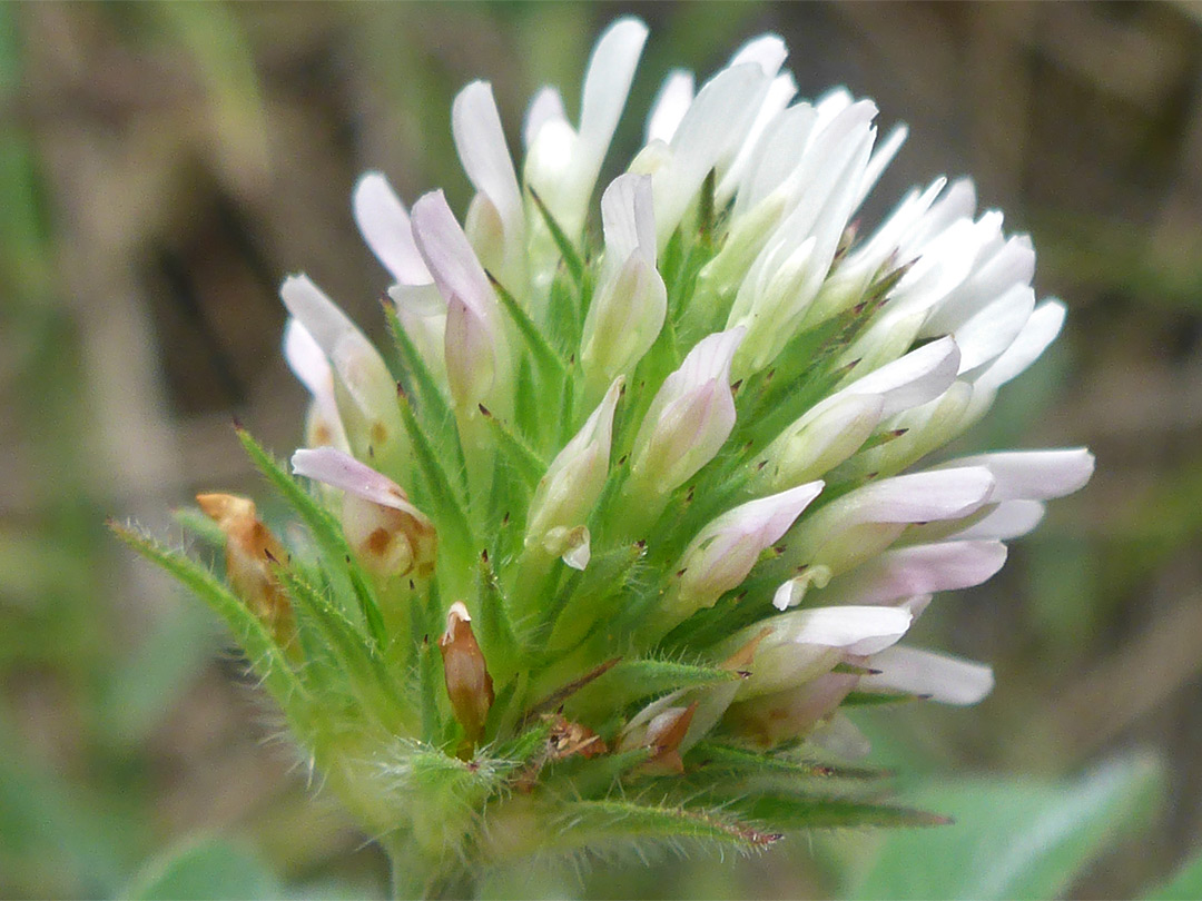 Spherical flower cluster