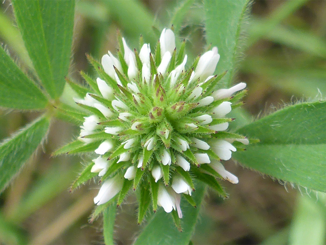 Bristly calyces