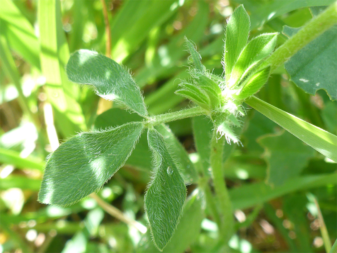 Hairy leaves