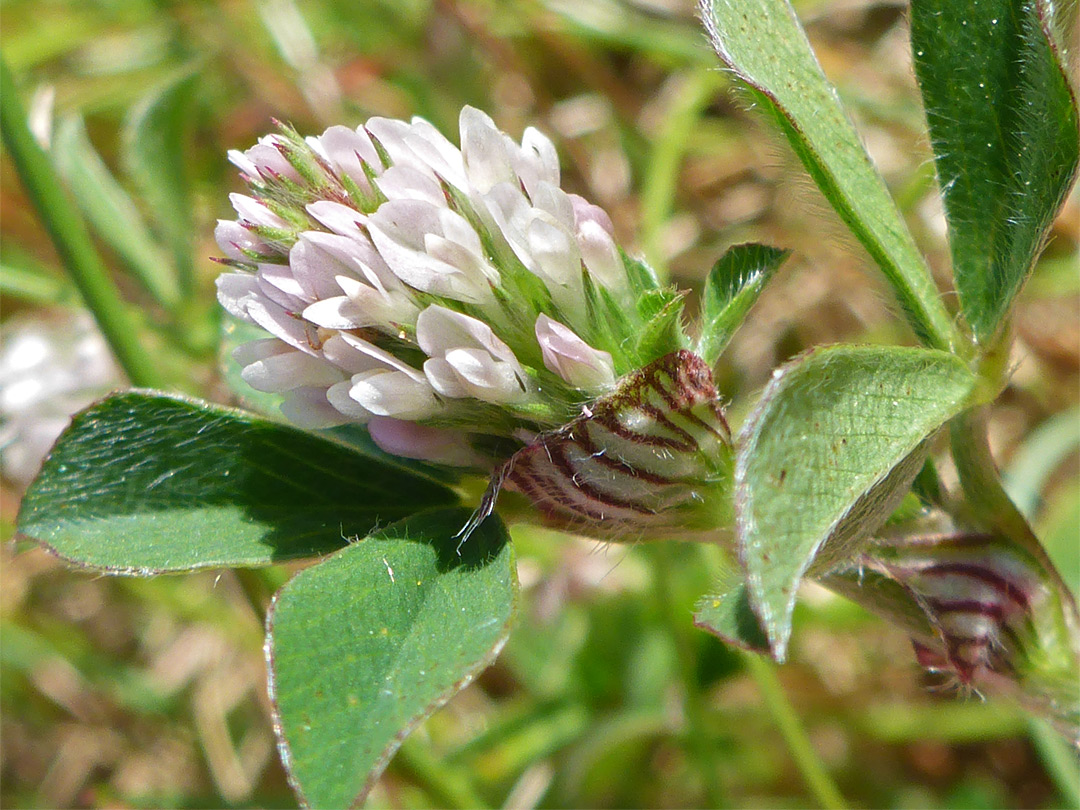 Flower cluster