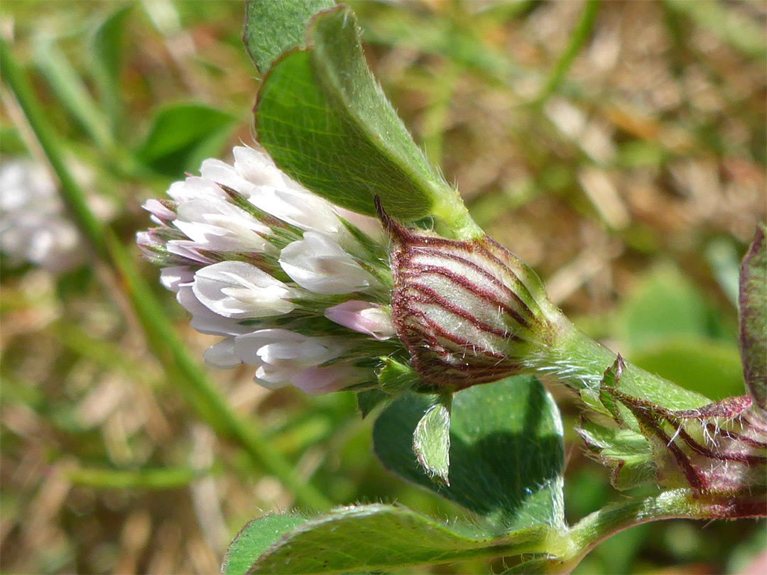 Veined bracts