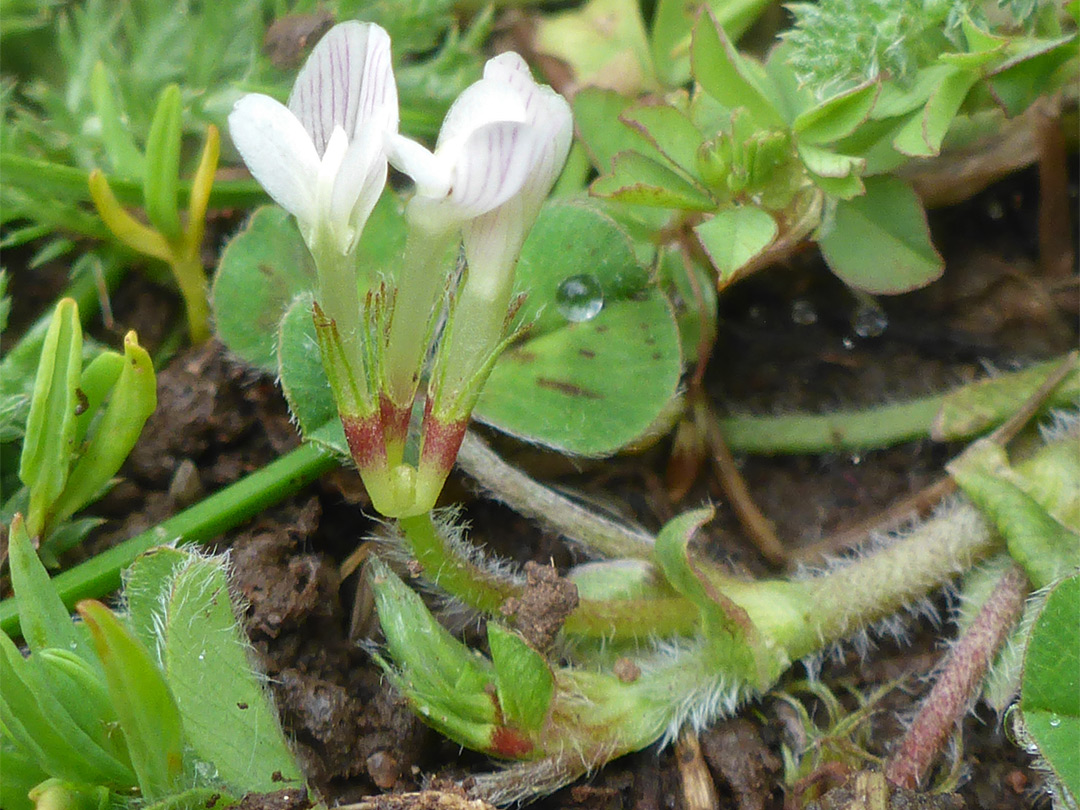 Three flowers