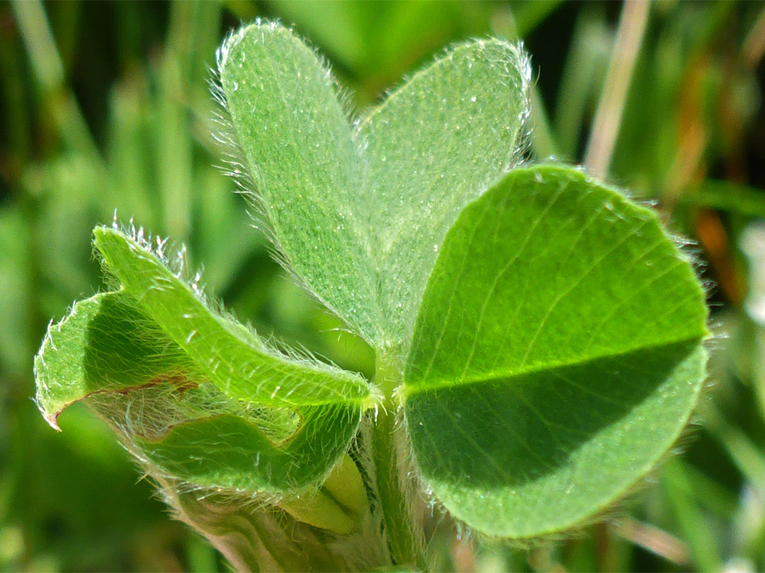 Trifoliate leaves