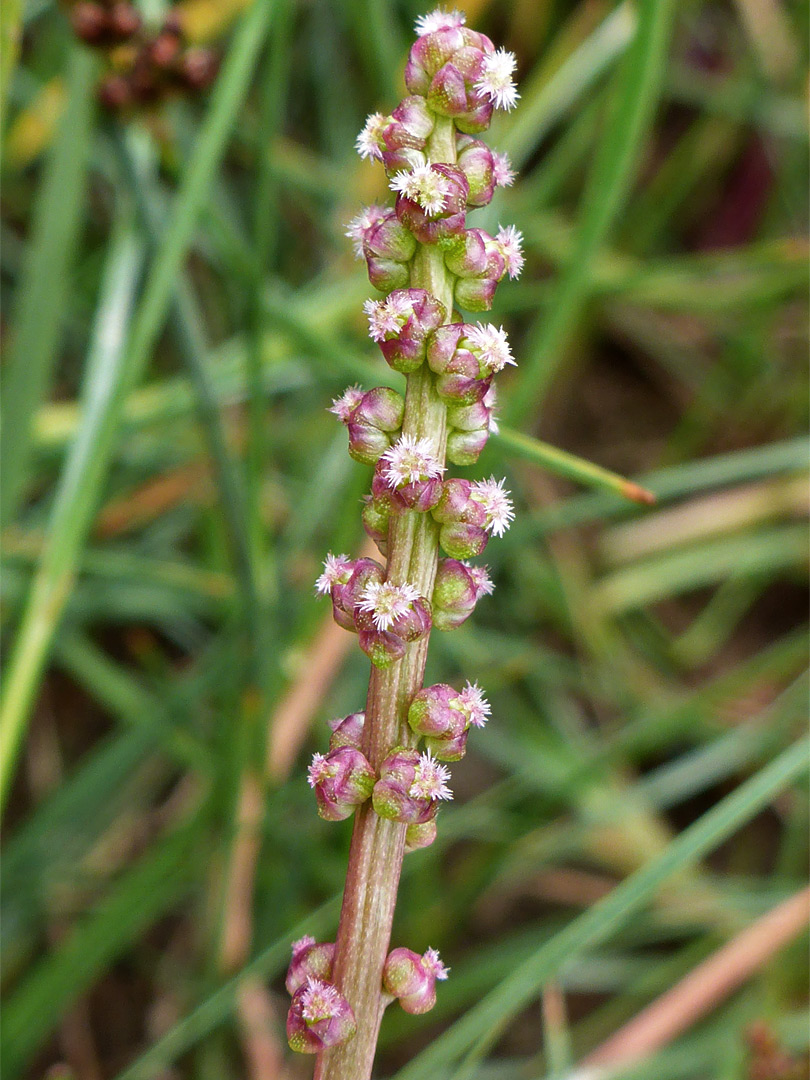 Elongated inflorescence