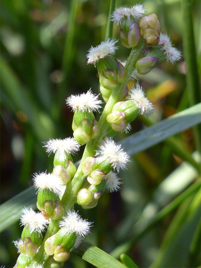 Sea arrowgrass