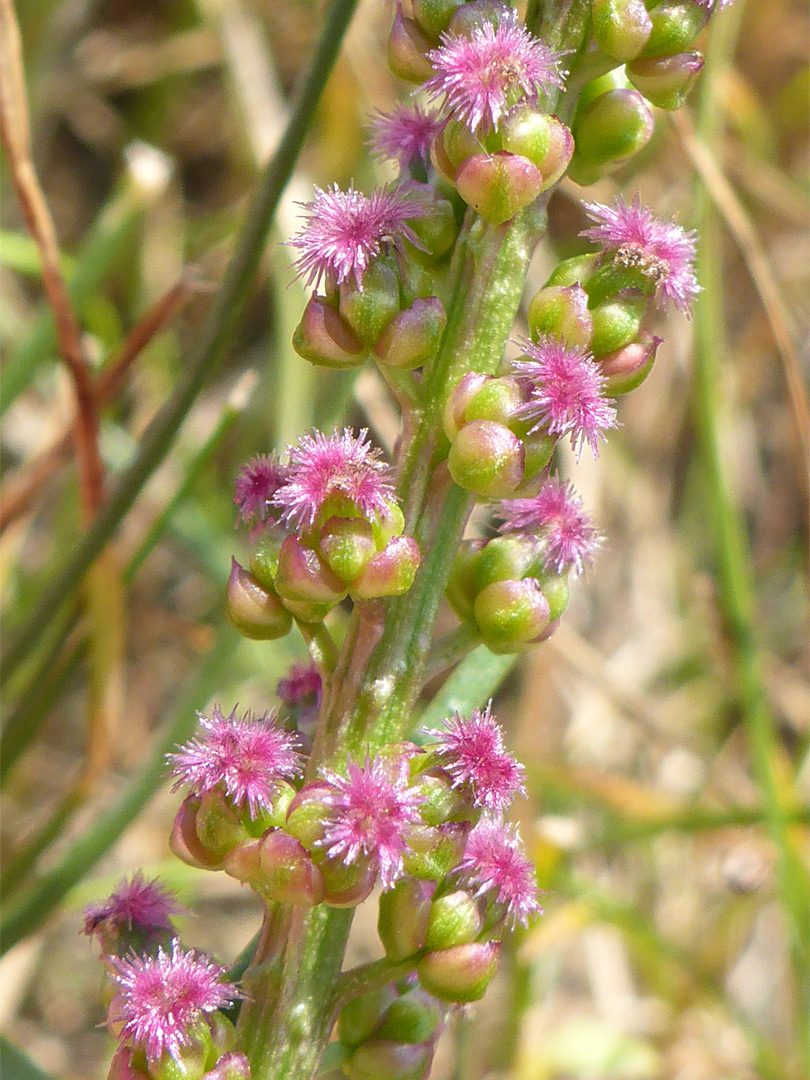 Elongated inflorescence