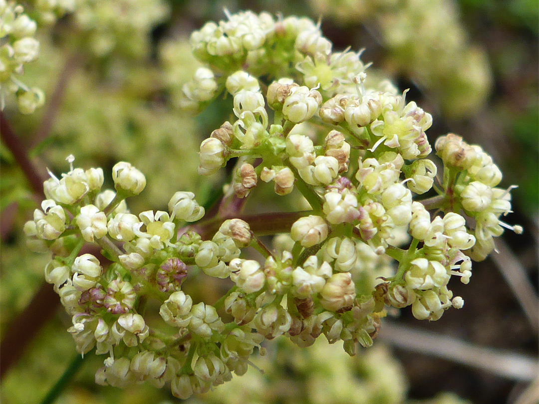 Yellowish-white flowers