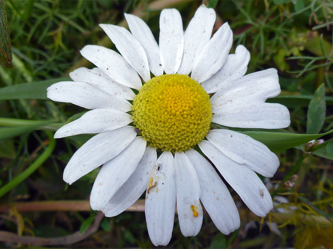 White and yellow flowerhead