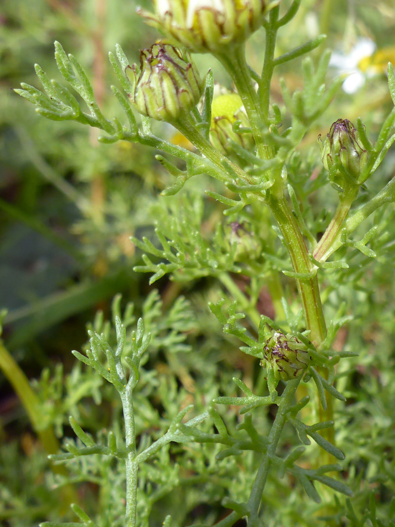 Stem, leaves and buds