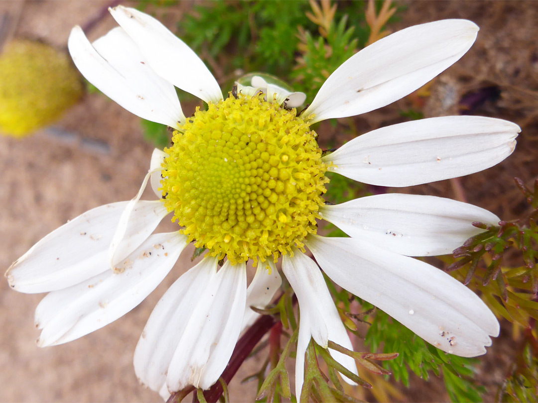 Withering flowerhead