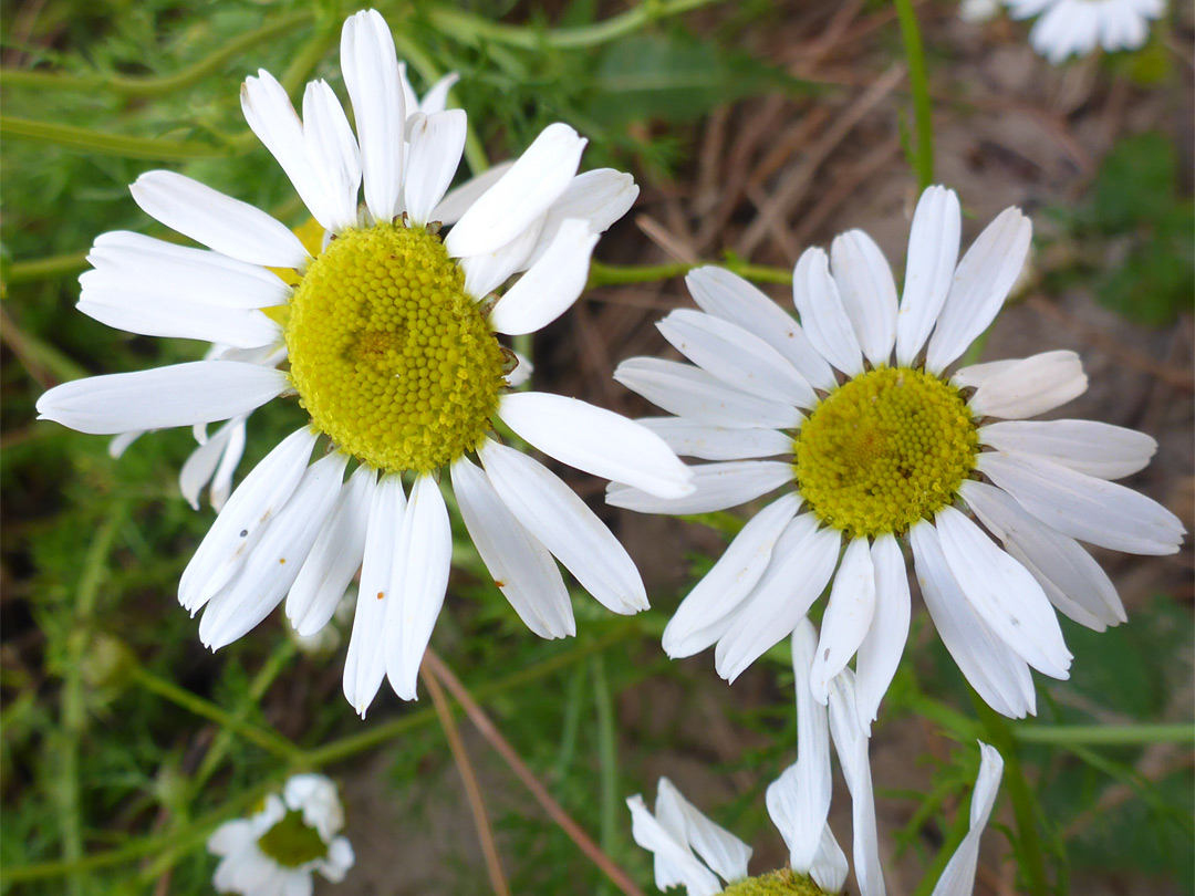 Pair of flowerheads