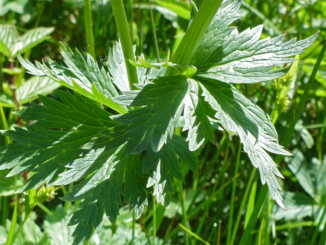 Hairless leaves