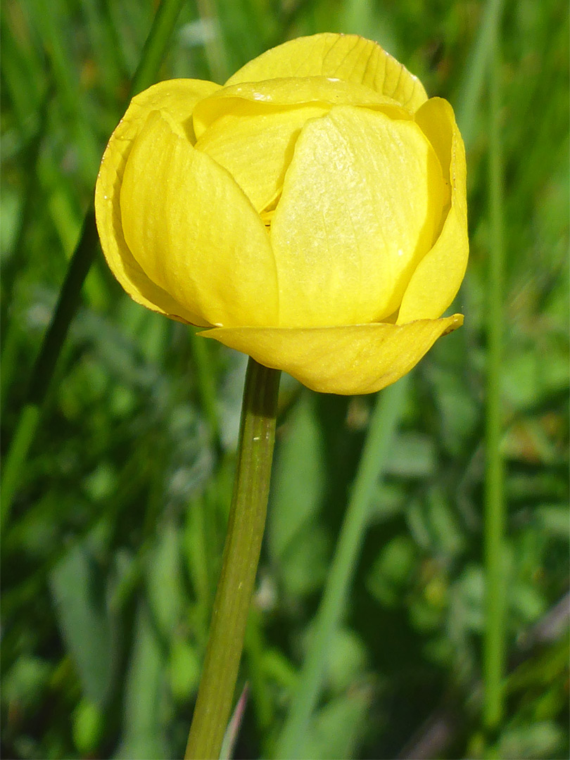 Flower and stem