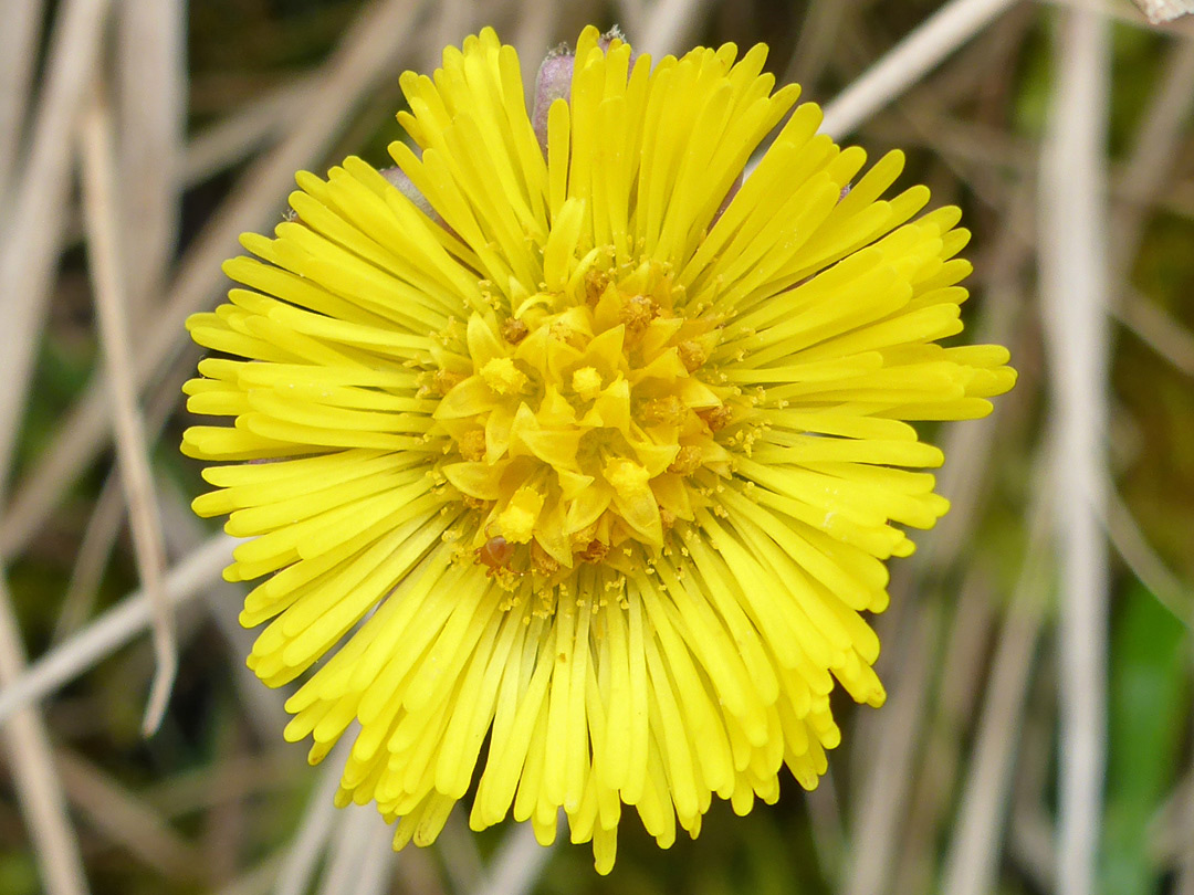 Developing flowerhead