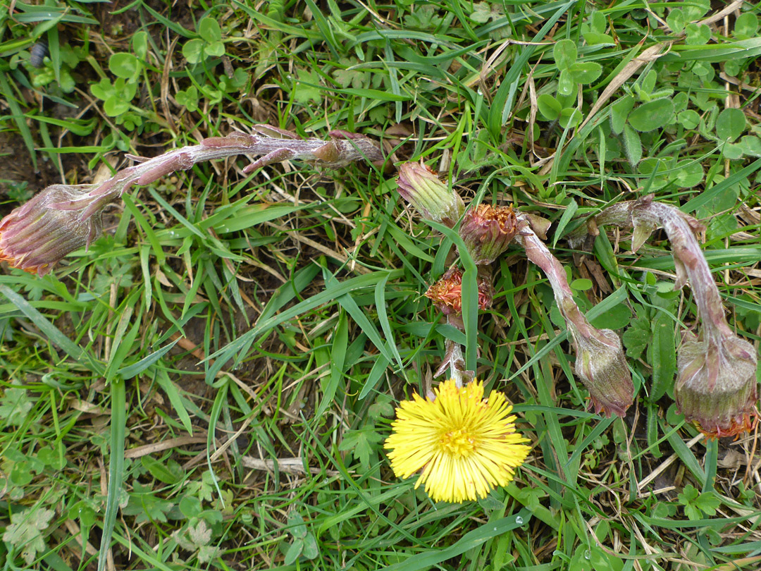 Four stems