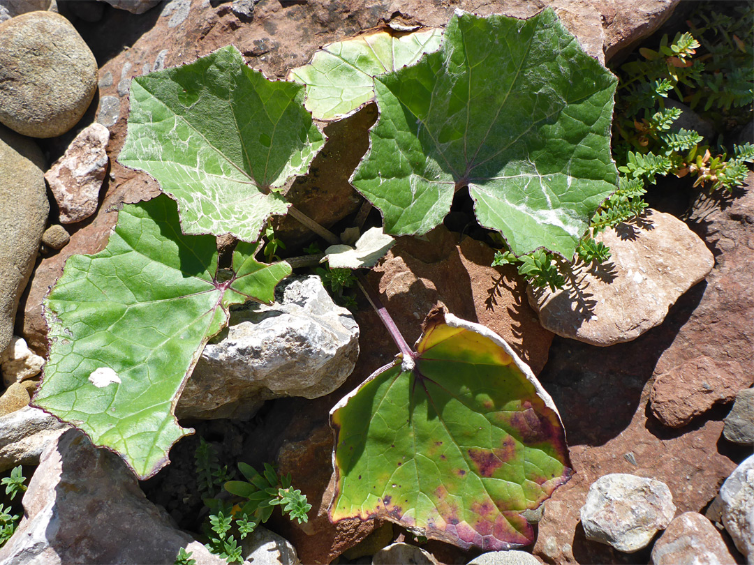 Broad leaves