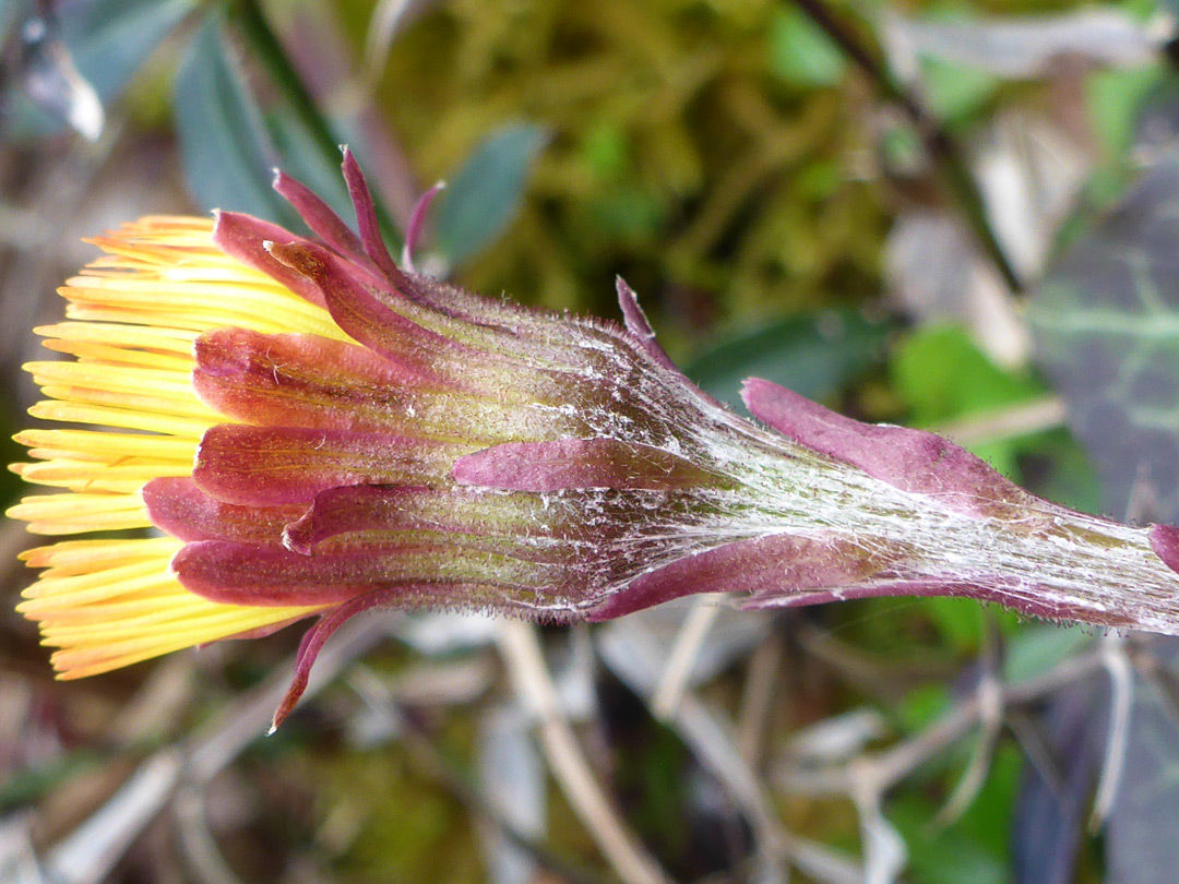 Reddish phyllaries