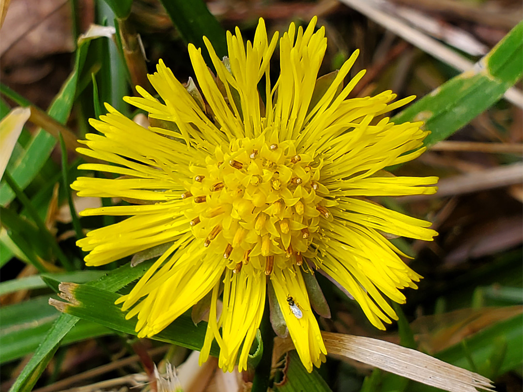 Flowerhead