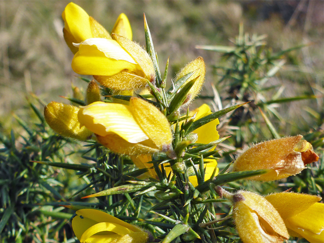 Petals and calyces