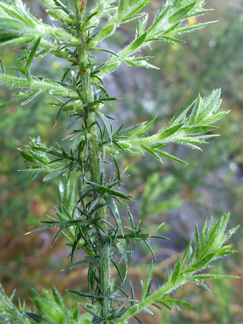 Spines and leaves