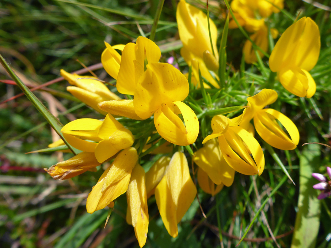 Yellow flowers